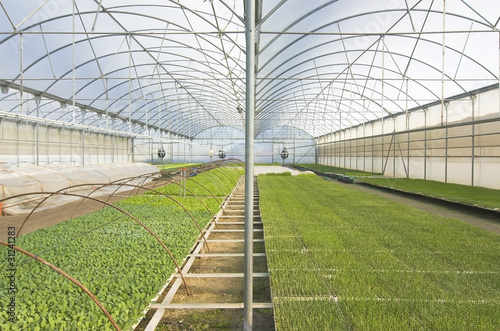 semillero de plantas en invernadero