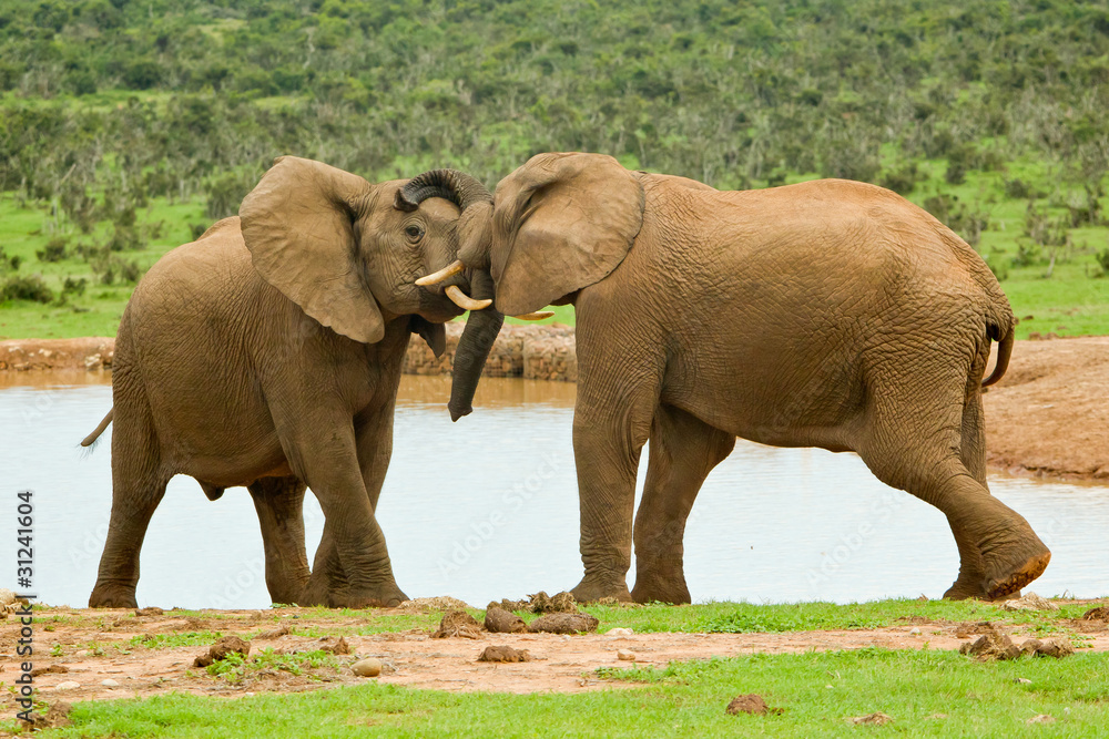 Fototapeta premium Male elephants sparing