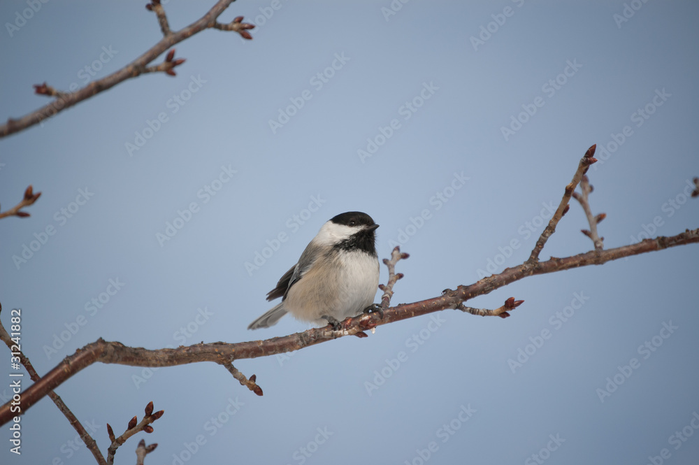 Black-capped Chickadee Perched on a Branch Black-capped Chickadee Perched on a Branch
