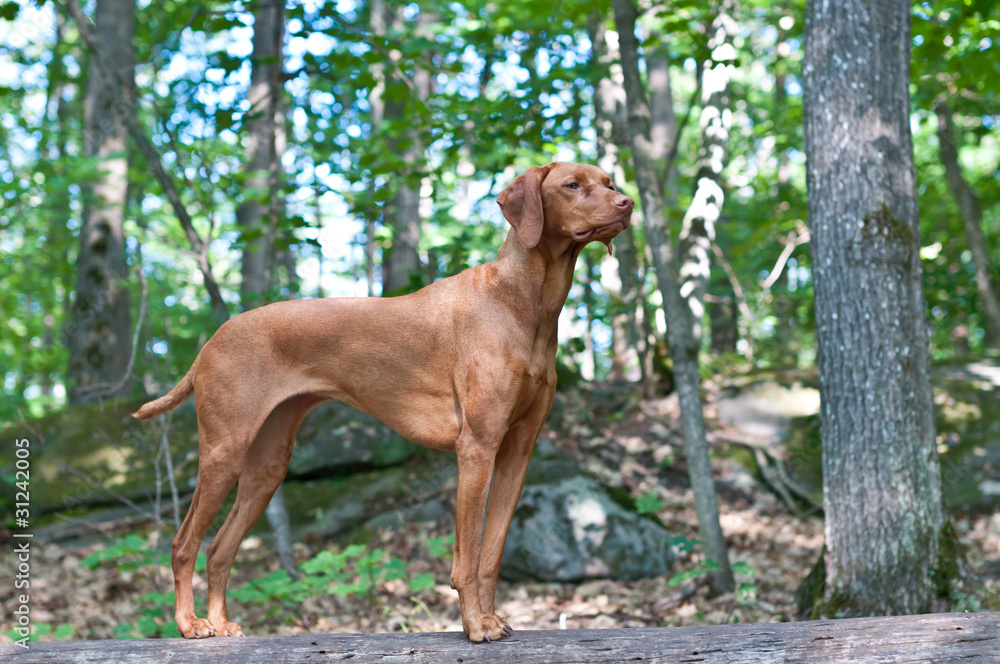 Vizsla Dog Standing on a Log