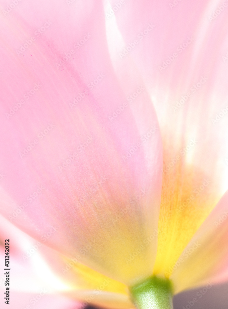 Fototapeta premium Beautiful soft pastel image of fresh Spring vibrant tulip flower