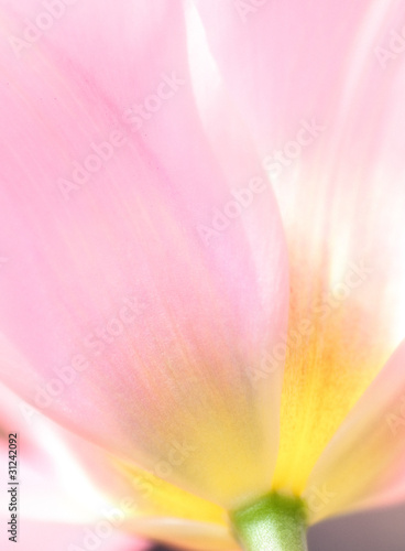 Beautiful soft pastel image of fresh Spring vibrant tulip flower