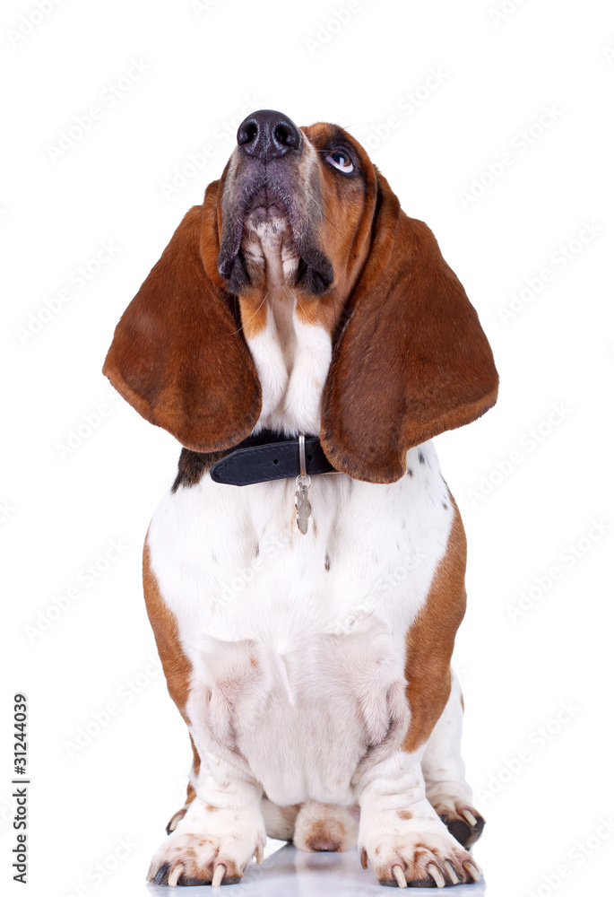 Basset Hound dog looking up