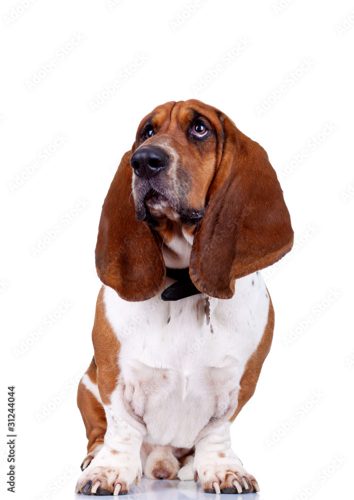 basset hound sitting