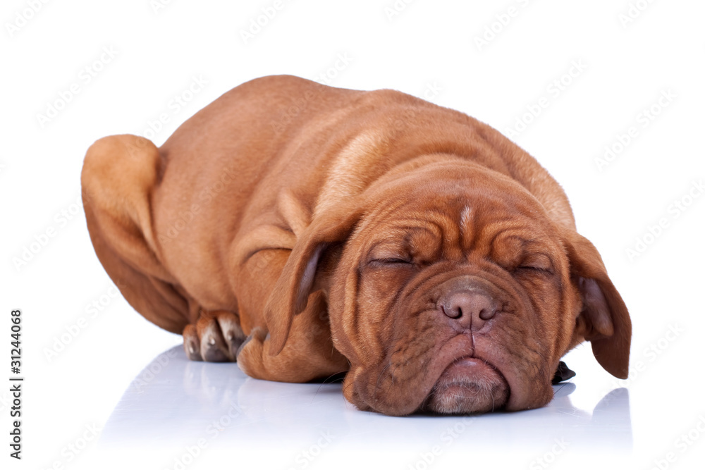 Obraz premium sleeping Puppy of Dogue de Bordeaux