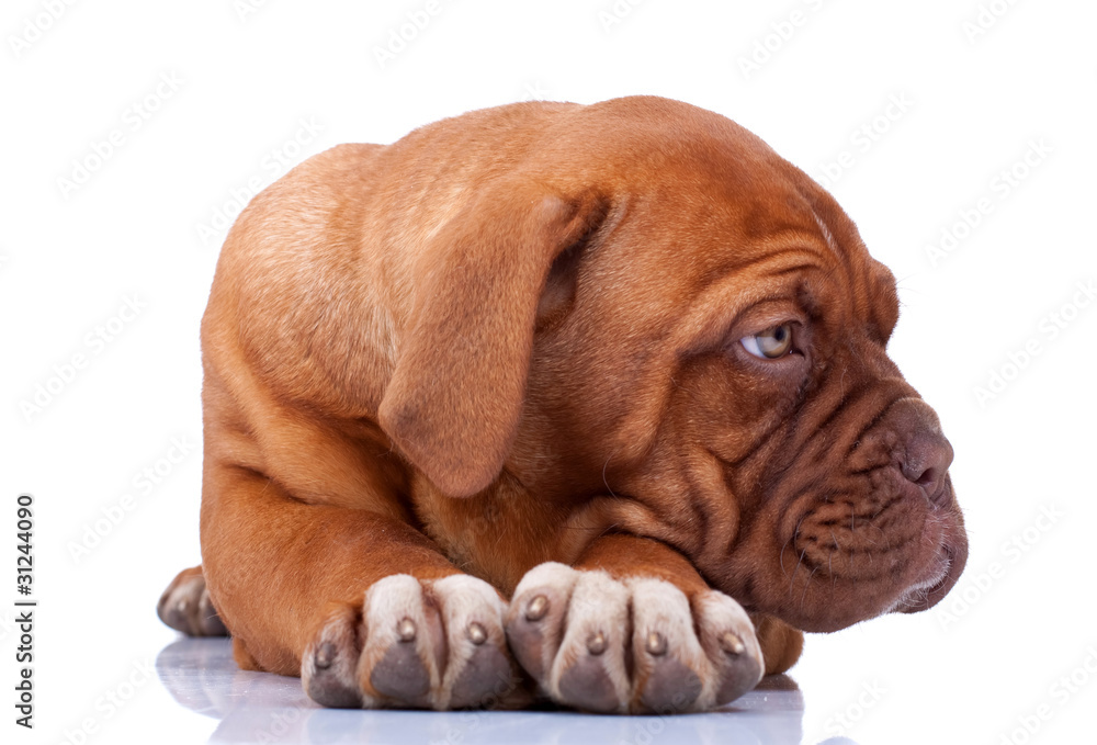 seated Puppy of Dogue de Bordeaux