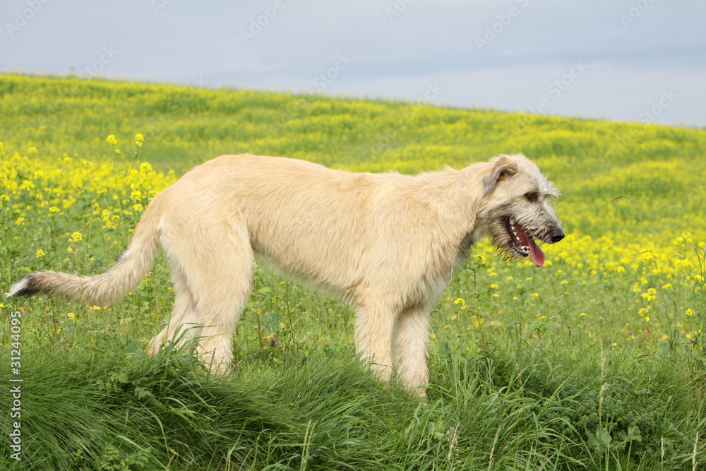 Fototapeta premium magnifique lévrier irish wolfhound de profil