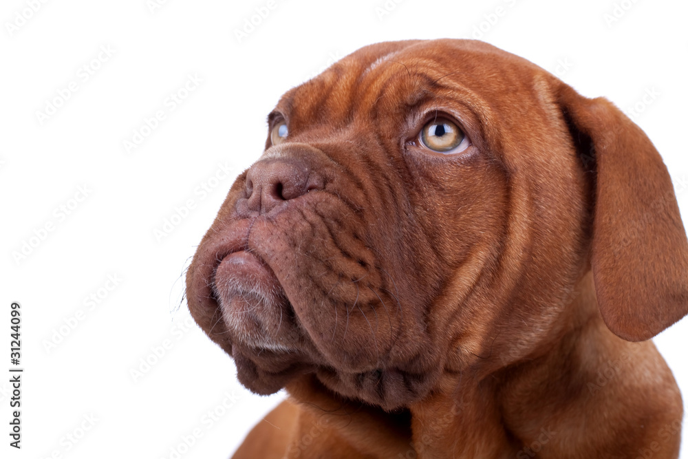 face of a Dogue de Bordeaux
