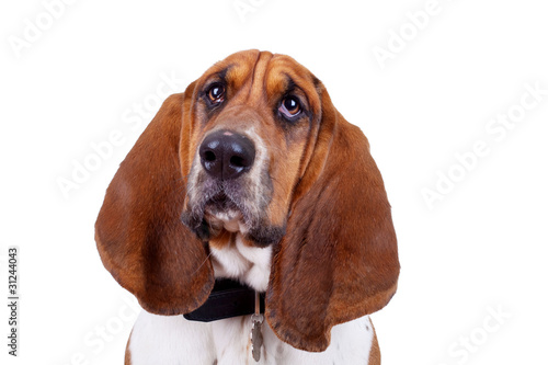 Valokuva Basset hound dog face