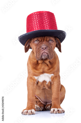 French mastiff wearing a red show hat