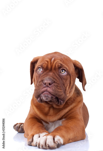 Puppy of Dogue de Bordeaux