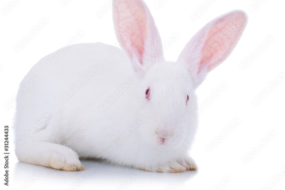 adorable white easter bunny