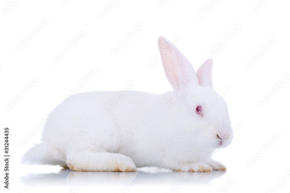Adorable white rabbit.