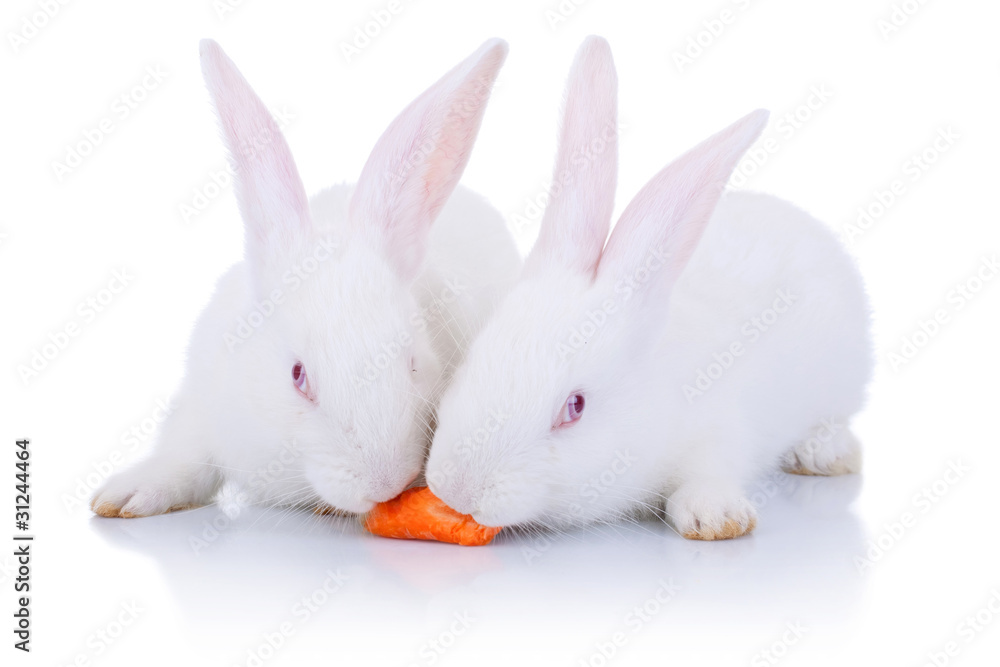 two rabbits eating from one carrot two rabbits eating from one carrot
