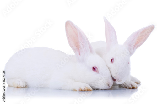 Close up od two cute white rabbits.