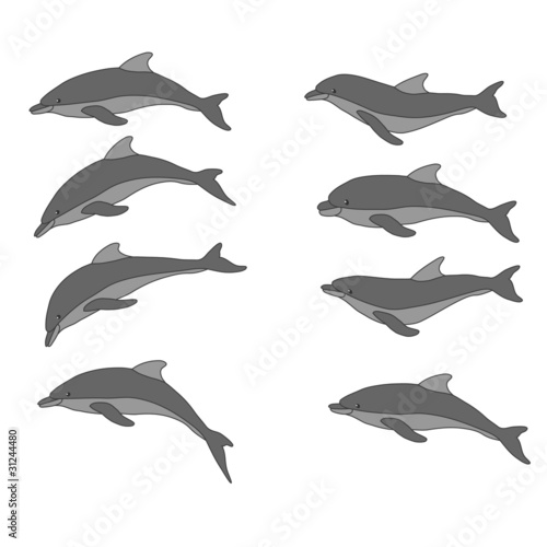 vector illustration with dolphins
