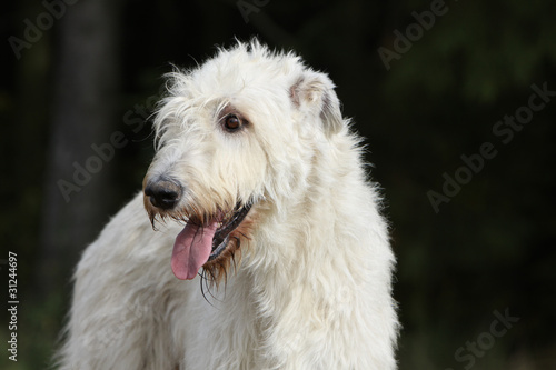 head of irish wolfhound