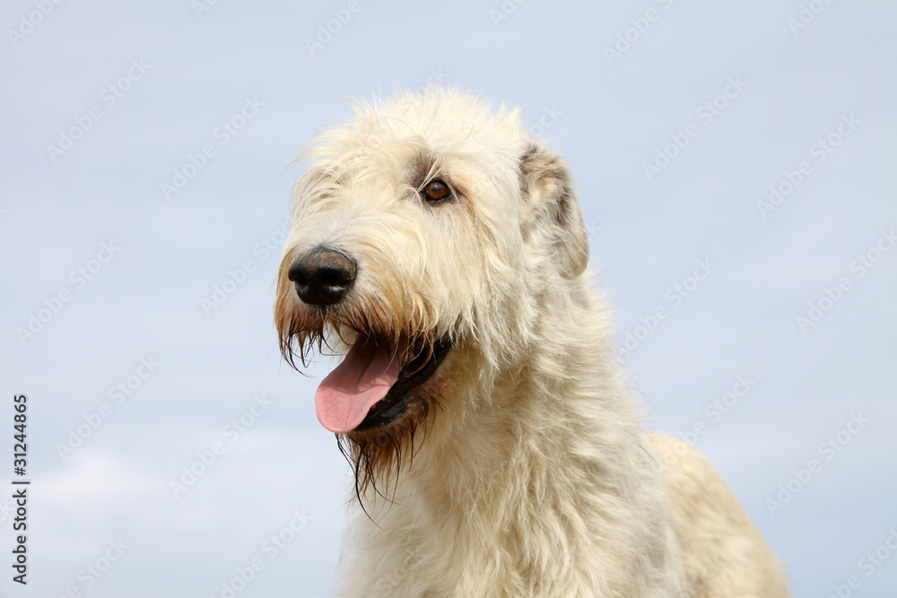portrait de l'irish wolfhound portrait de l'irish wolfhound