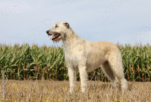 position digne et majestueuse de l irish wolfhound