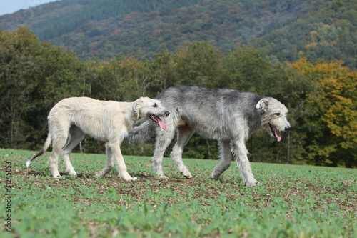 deux irish wolhound marchant ensemble