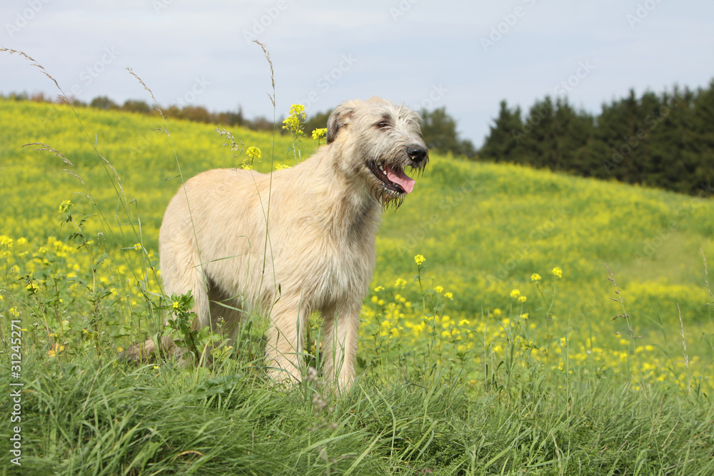 Obraz premium lévrier debout de trois quart
