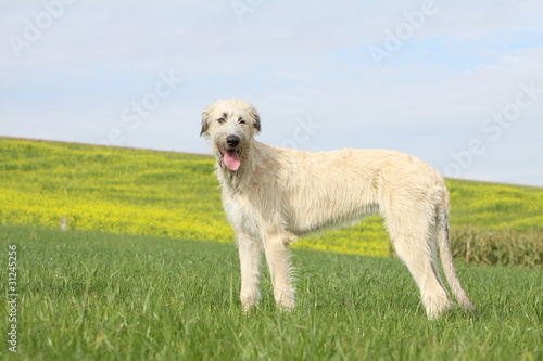фотографія beautiful irish wolfhound on profile