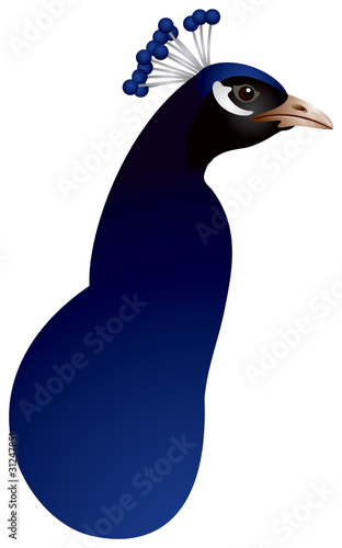 Peacock head in vector