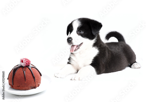 border collie puppy and cake with strawberry topping