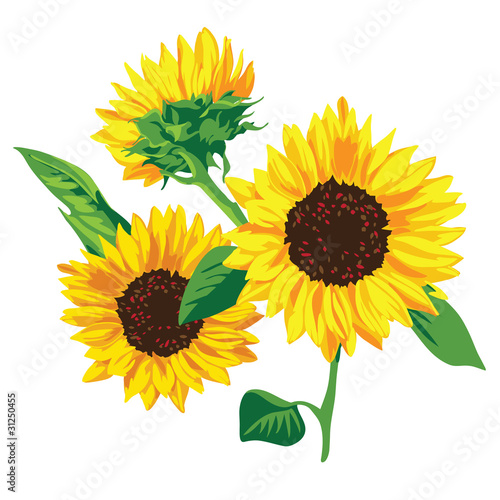 sunflower