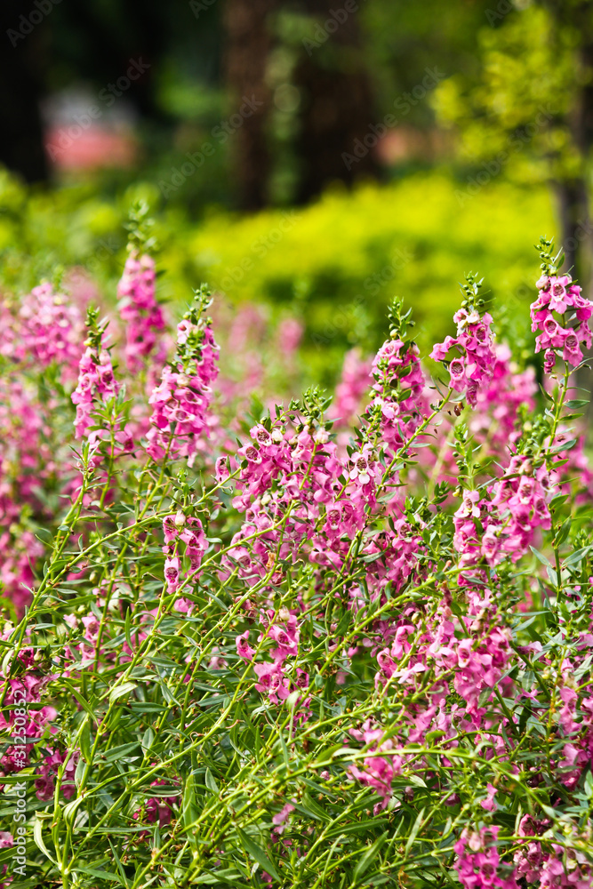 Flower garden Flower garden