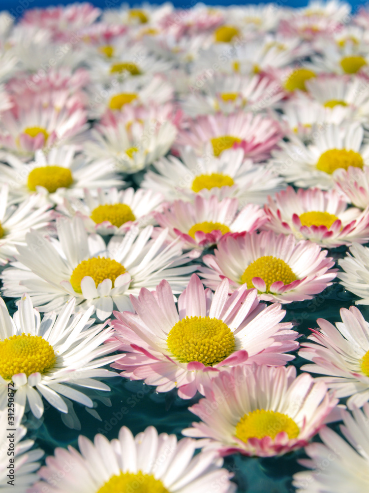 Fototapeta premium Daisies in water