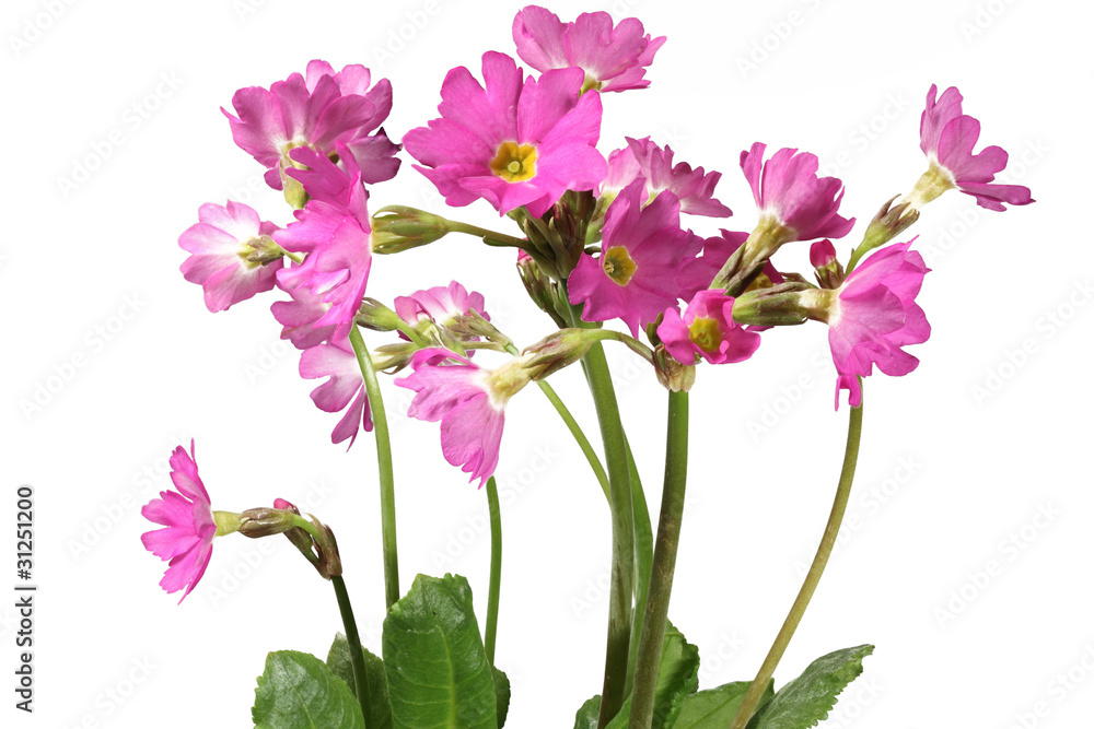 Sumpfprimel; Primula Rosea, Nahaufnahme