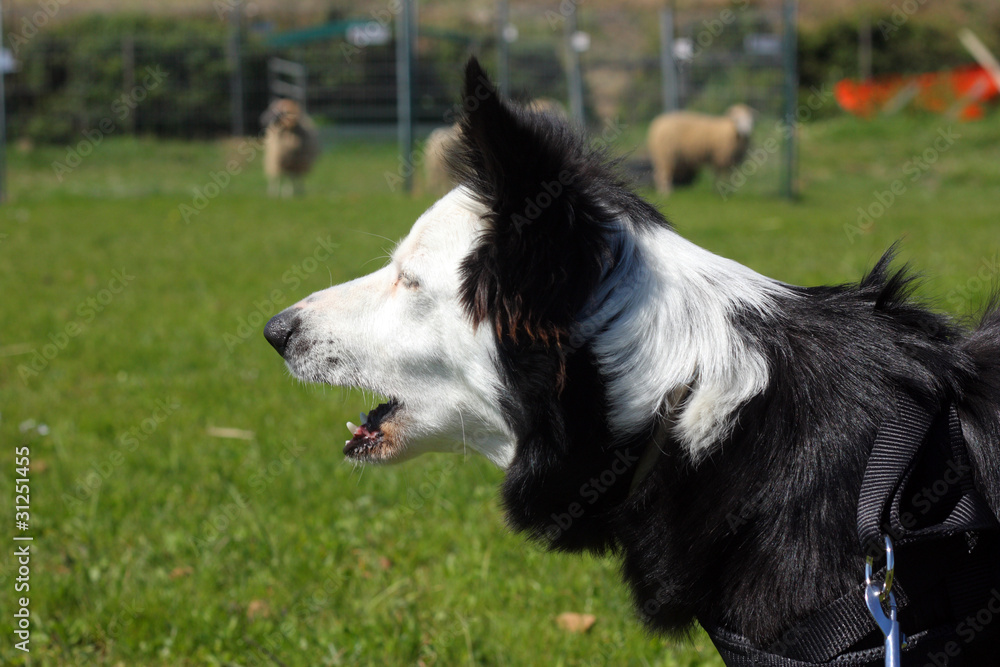 Fototapeta premium Border Collie Agility Dog