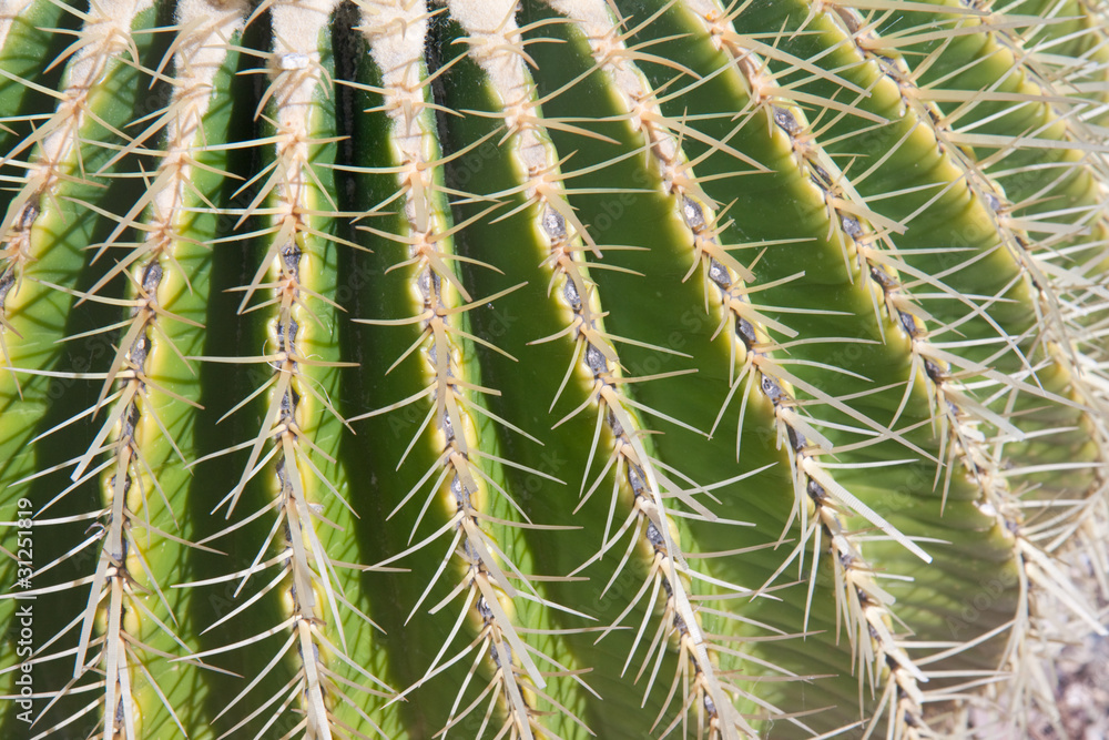 Close-up of barrel cactus spines Close-up of barrel cactus spines