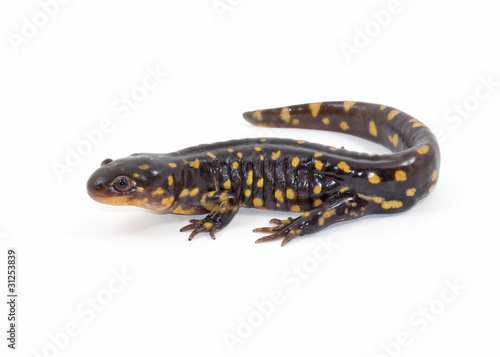 Isolated Tiger Salamander