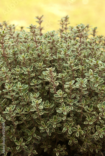 Thyme