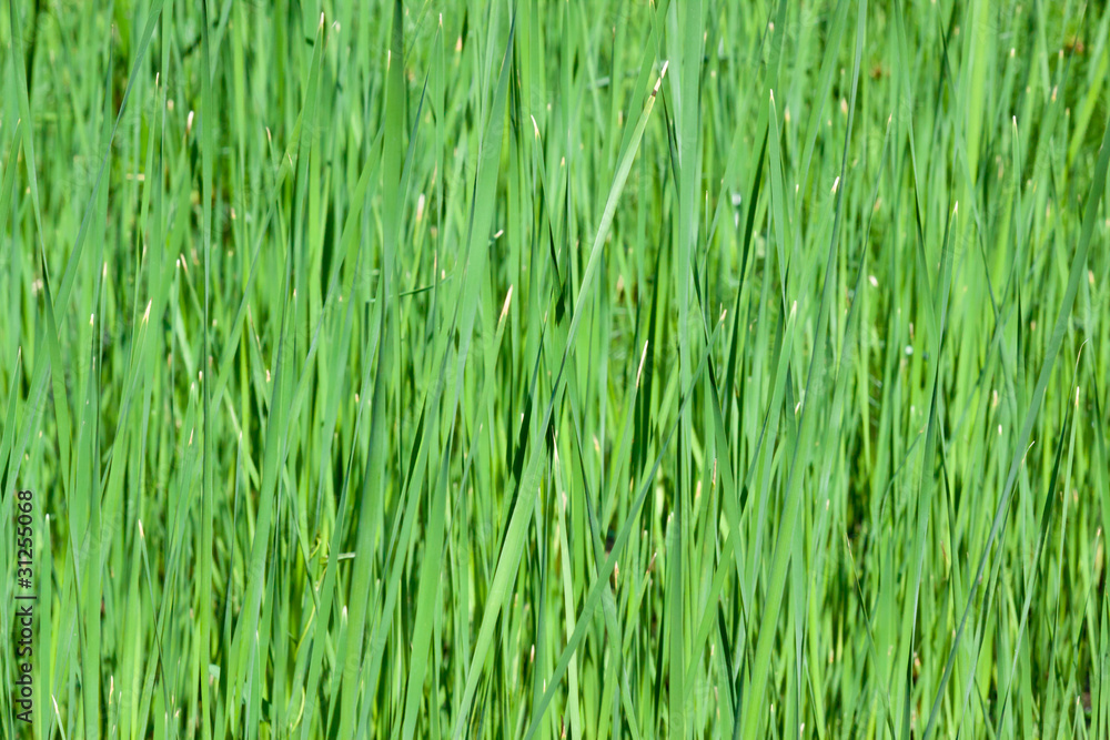 bassin aux joncs, massette, roseau ,typha angustifolia bassin aux joncs, massette, roseau ,typha angustifolia