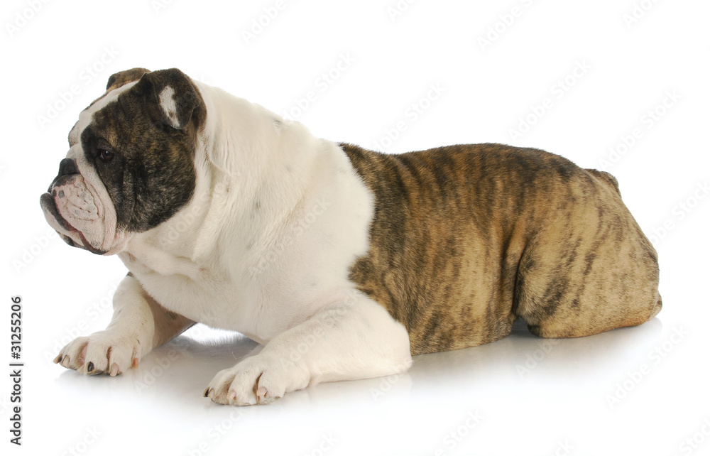 Obraz premium english bulldog