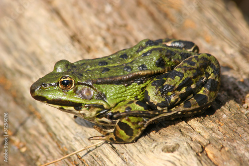 Teichfrosch (Pelophylax 