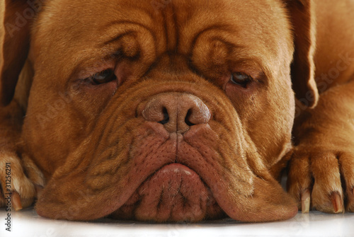 dogue de bordeaux