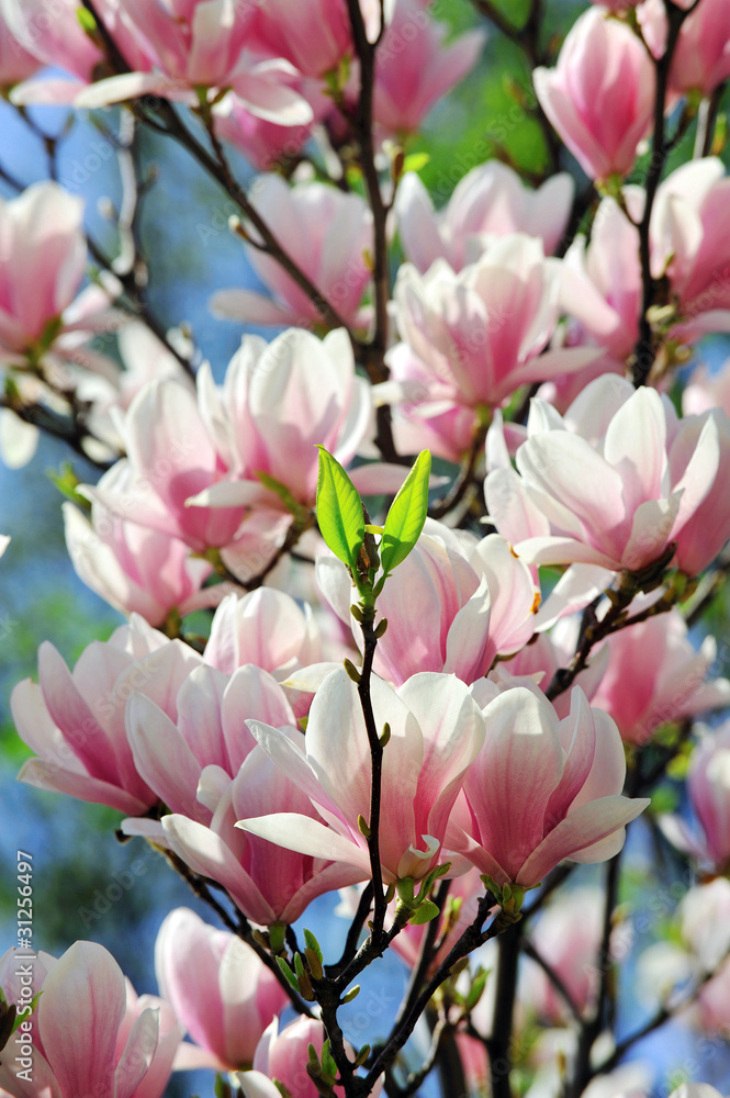 magnolia, springtime