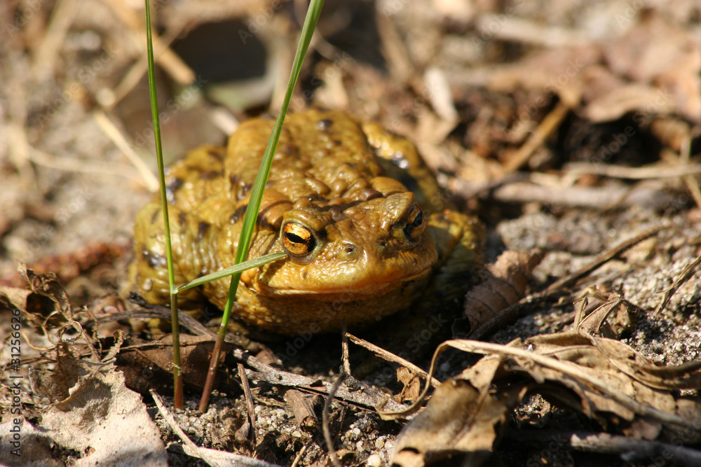 Fototapeta premium Erdkröte (Bufo bufo)
