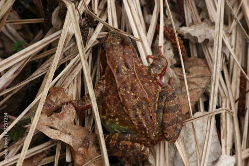 Grasfrosch (Rana temporaria)