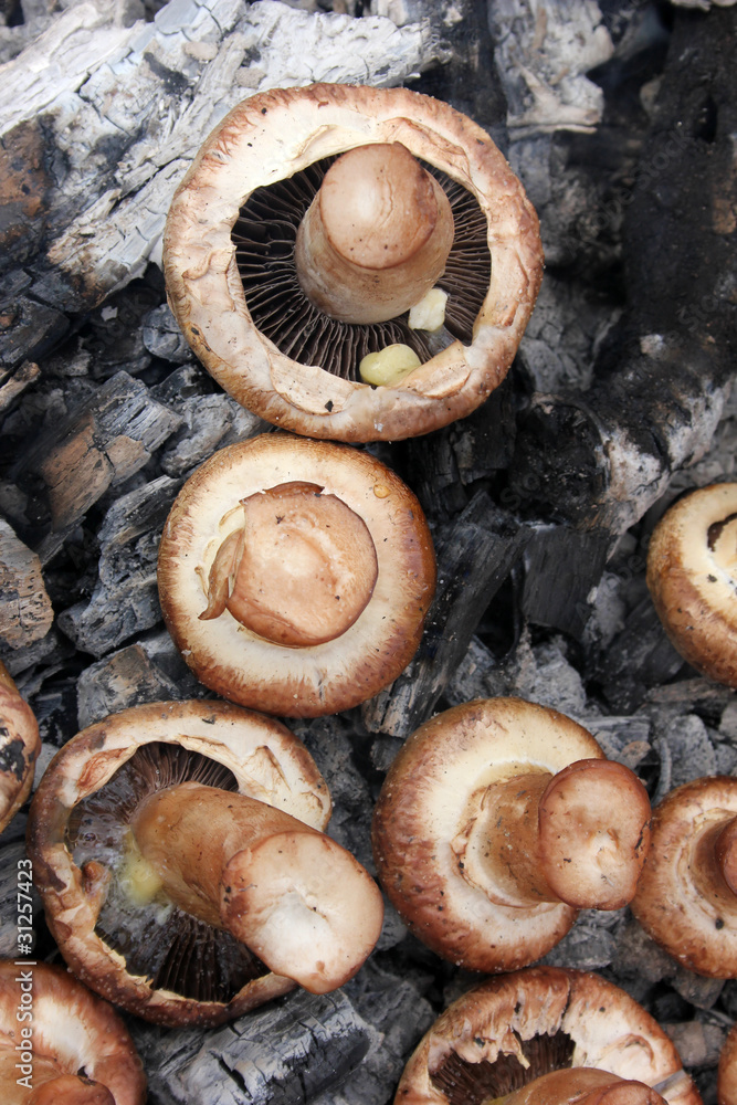 fungal fungal