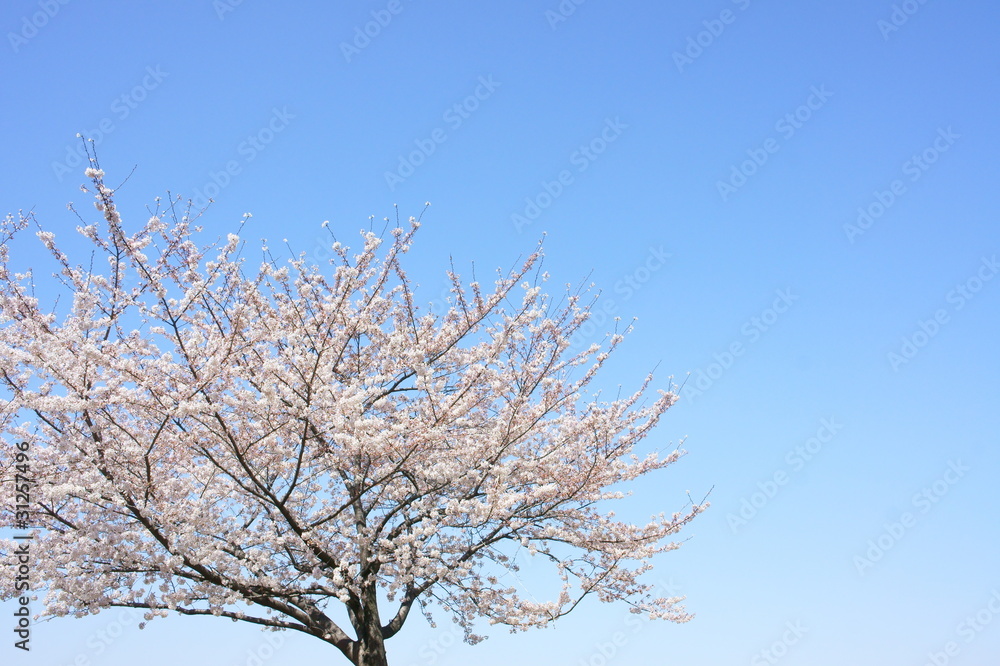 サクラ さくら 桜 サクラ さくら 桜