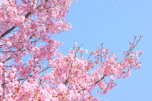 さくら 桜 サクラ
