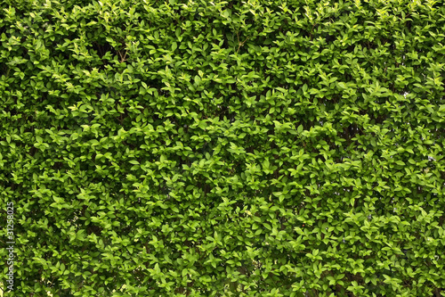 Green leaves wall background .