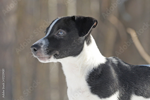 Jack Russel Terrier, portrait