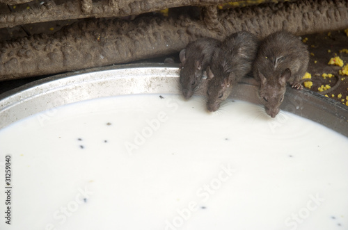 Rats sacrés dans un temple - Inde