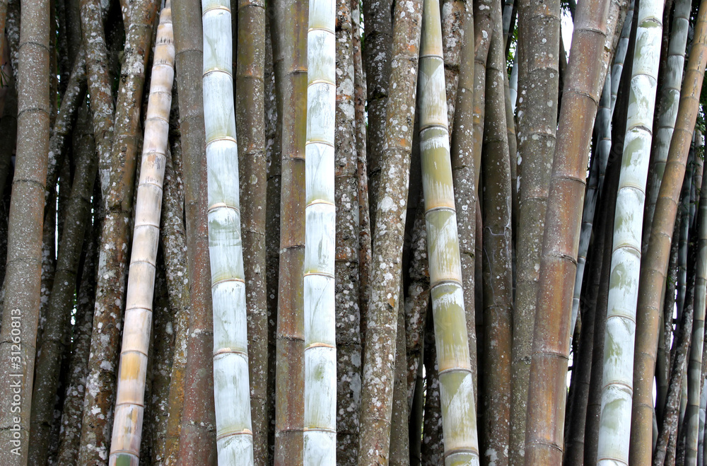 bamboo garden bamboo garden